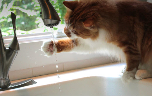 Cat playing with water dripping from a faucet