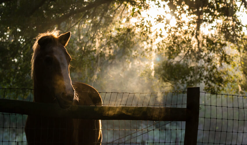 horse in sunlight