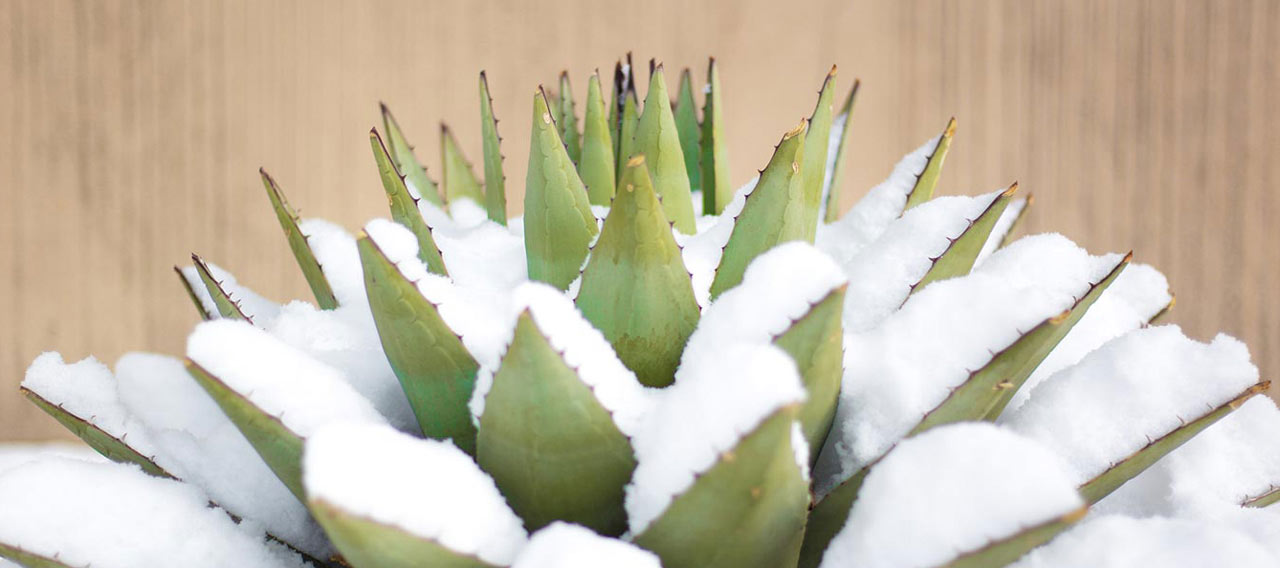 blue agave covered in snow