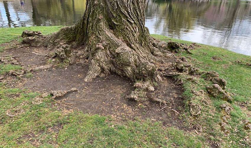 tree roots